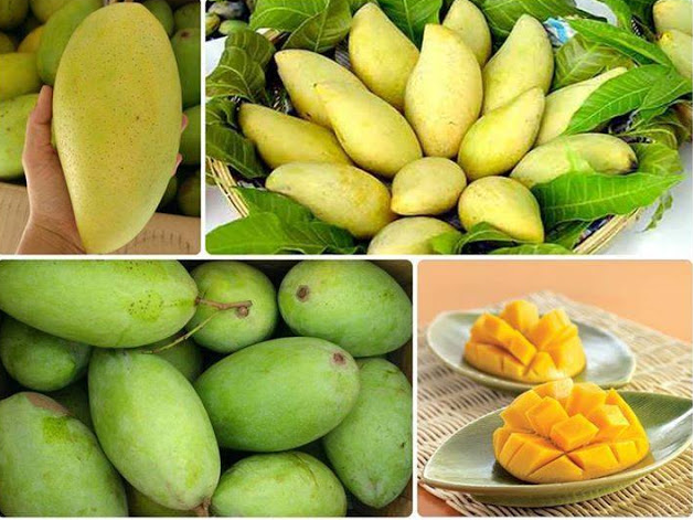 THU HOẠCH VÀ BẢO QUẢN XOÀI SAU THU HOẠCH