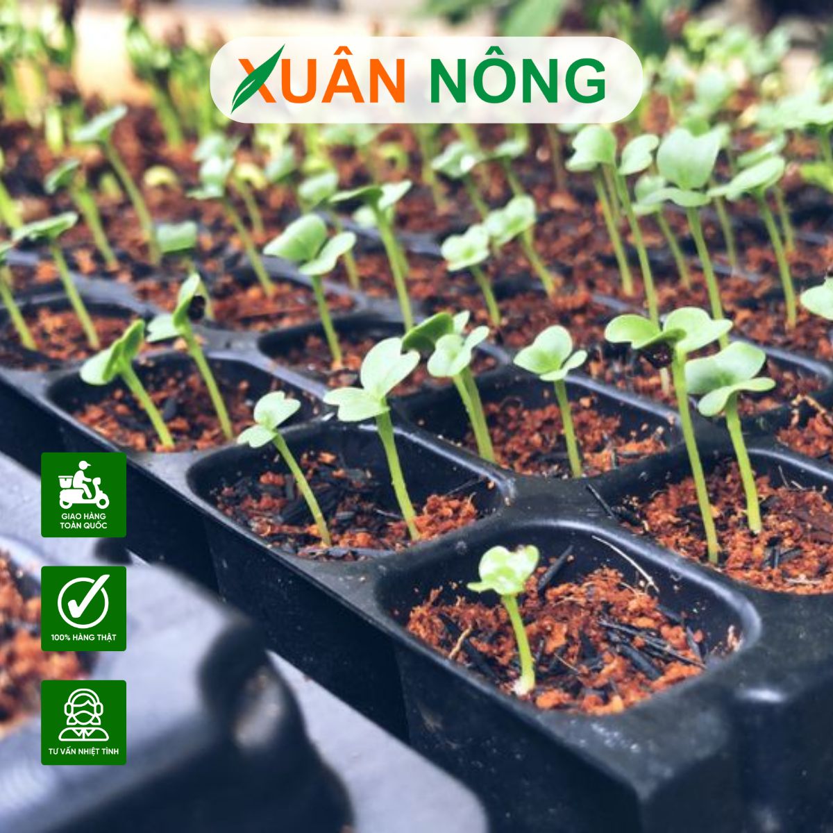 CÁCH PHỐI TRỘN GIÁ THỂ TRỒNG RAU TẠI NHÀ TIẾT KIỆM MÀ HIỆU QUẢ