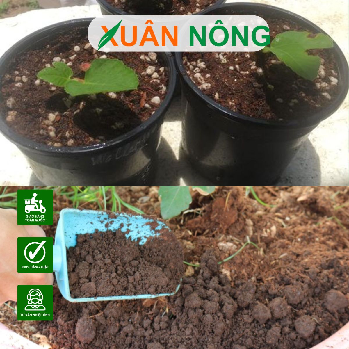 CÁCH TRỘN GIÁ THỂ VÀ PHÂN BÓN CHO CÂY SUNG MỸ TRỒNG TRONG CHẬU