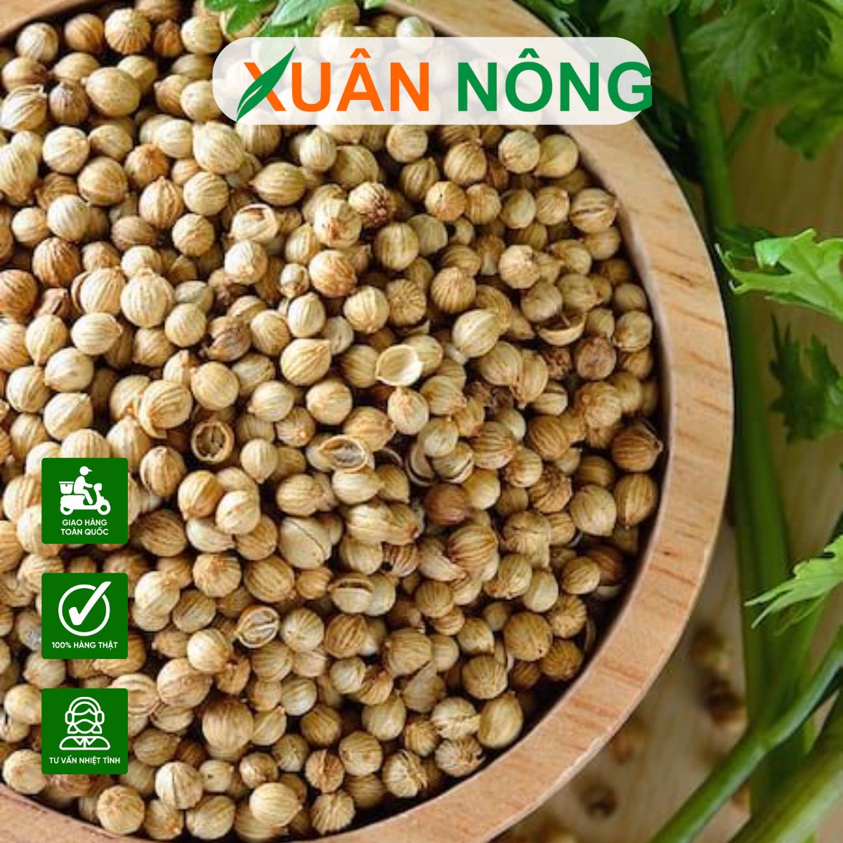 HẠT GIỐNG RAU SẠCH LÀ GÌ? CÁCH CHỌN VÀ GIEO ĐÚNG CHUẨN ĐỂ RAU LÊN ĐỀU