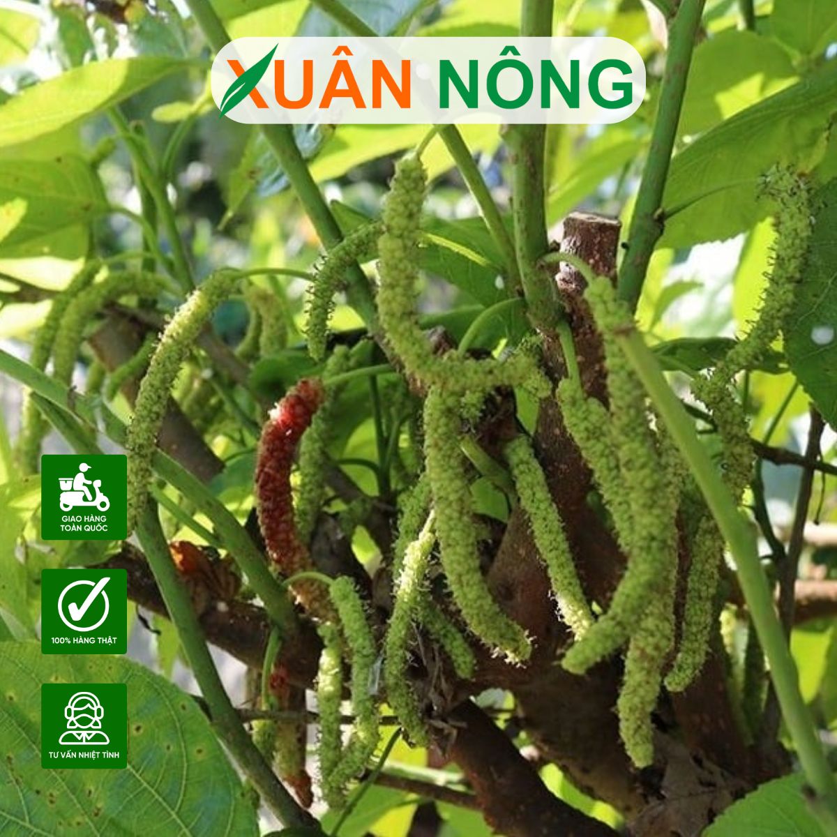 Kỹ thuật cắt tỉa cành, kích thích dâu tầm Đài Loan ra trái