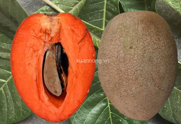 KỸ THUẬT TRỒNG VÀ CHĂM SÓC HỒNG XIÊM RUỘT ĐỎ