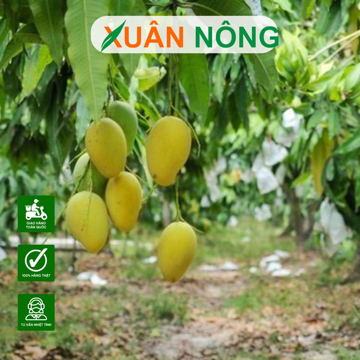 XOÀI CÁT HÒA LỘC: ĐẶC ĐIỂM, CÔNG DỤNG VÀ KỸ THUẬT TRỒNG CHUẨN