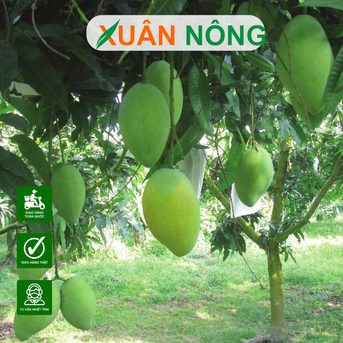 KỸ THUẬT CHĂM SÓC XOÀI CÁT HÒA LỘC CHO TRÁI TO, NGỌT