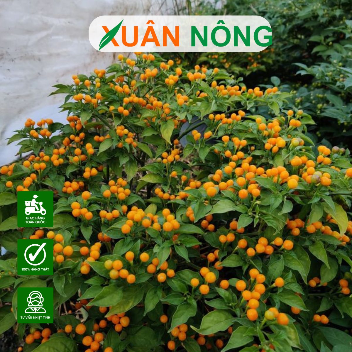 KỸ THUẬT TRỒNG ỚT PERU NĂNG SUẤT TỐT, MÀU ĐẸP VỊ CAY