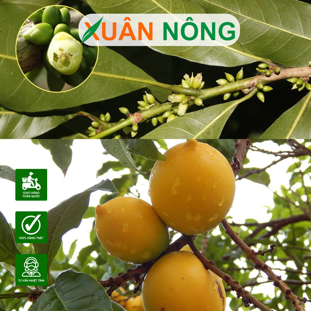 CÂY VÚ SỮA HOÀNG KIM: ĐIỀU KIỆN TRỒNG LÝ TƯỞNG VÀ KỸ THUẬT XỬ LÝ RA HOA