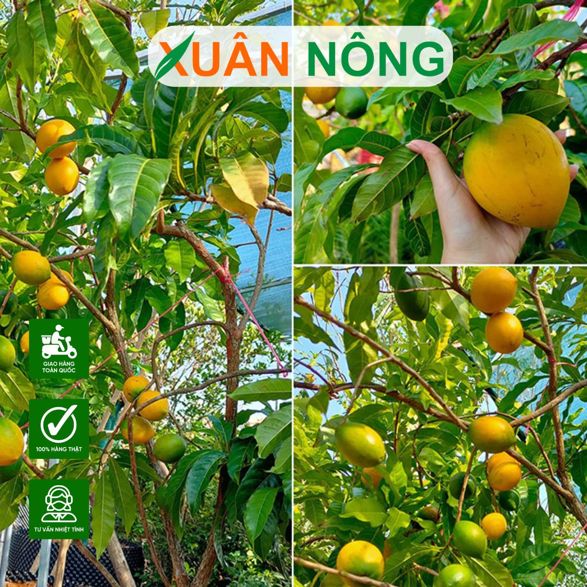 KỸ THUẬT TRỒNG CÂY VÚ SỮA HOÀNG KIM CHO NĂNG SUẤT CAO, QUẢ NHANH LỚN