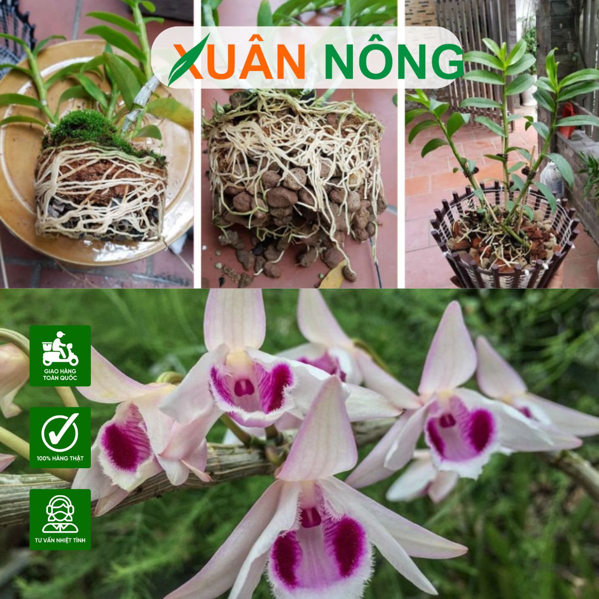 TRỒNG LAN CẦN CHUẨN BỊ GÌ? HƯỚNG DẪN CHỌN VẬT TƯ TRỒNG LAN CHUẨN