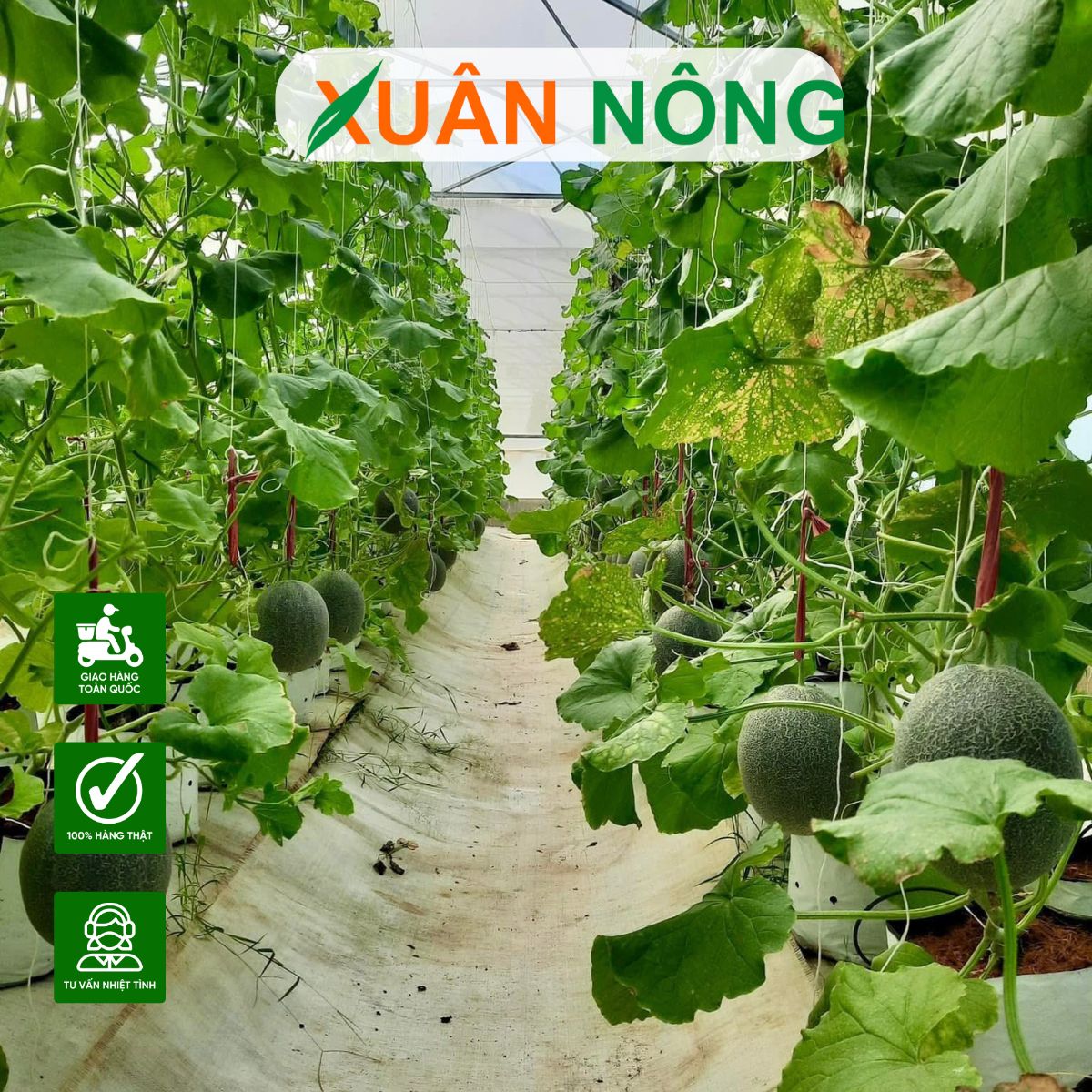 MÔ HÌNH TRỒNG DƯA LƯỚI TRONG NHÀ MÀNG HIỆU QUẢ CAO