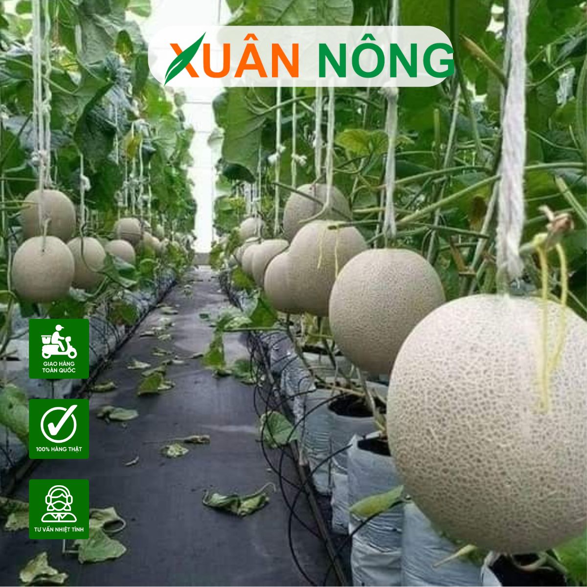 MÔ HÌNH TRỒNG DƯA LƯỚI TRONG NHÀ MÀNG: LỢI NHUẬN CAO, ÍT RỦI RO