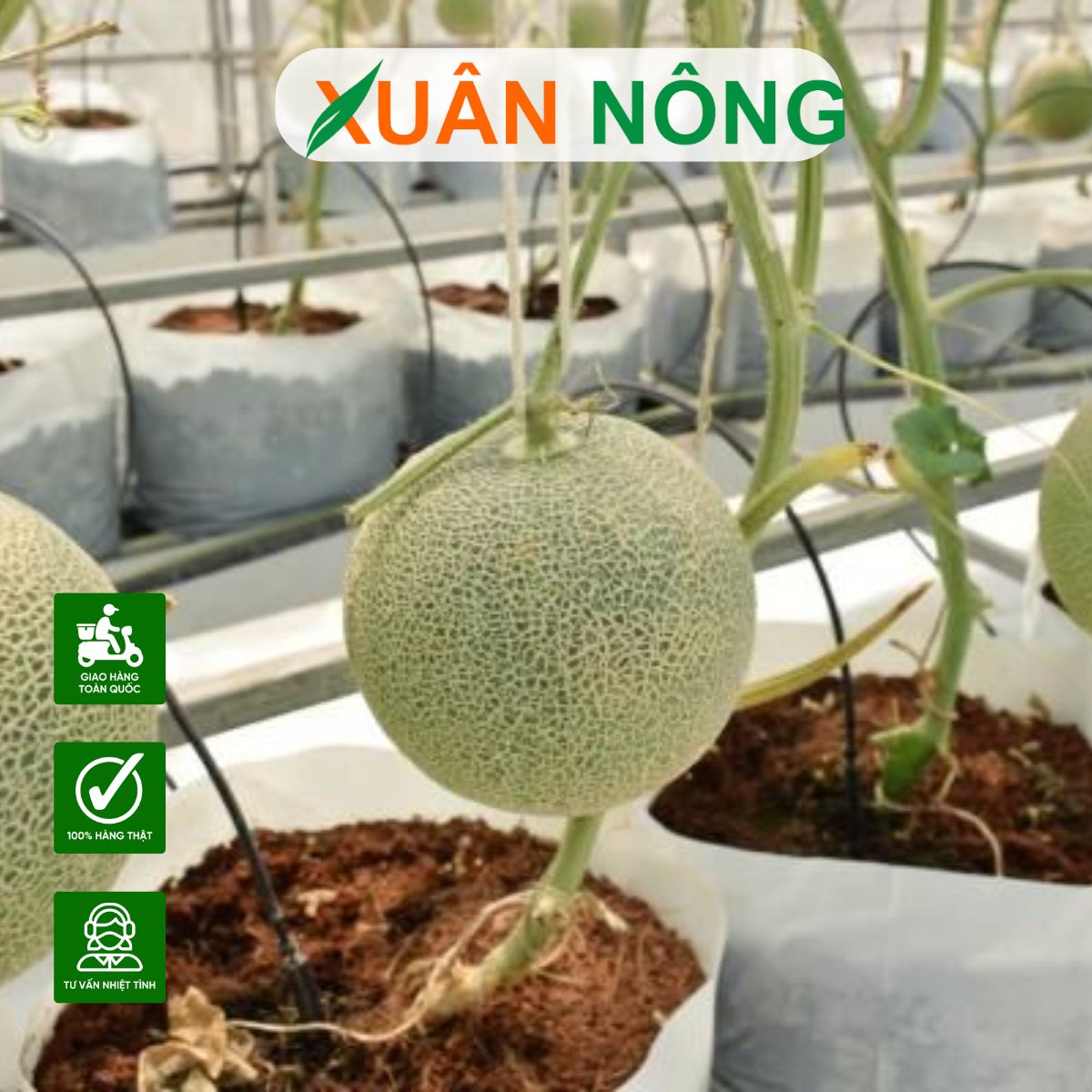 MÔ HÌNH TRỒNG DƯA LƯỚI TRONG NHÀ MÀNG: HIỆU QUẢ, CHI PHÍ, ĐẦU RA