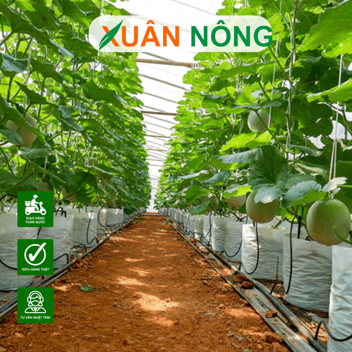 KINH NGHIỆM KHỞI NGHIỆP THÀNH CÔNG TỪ MÔ HÌNH NHÀ MÀNG TRỒNG DƯA LƯỚI