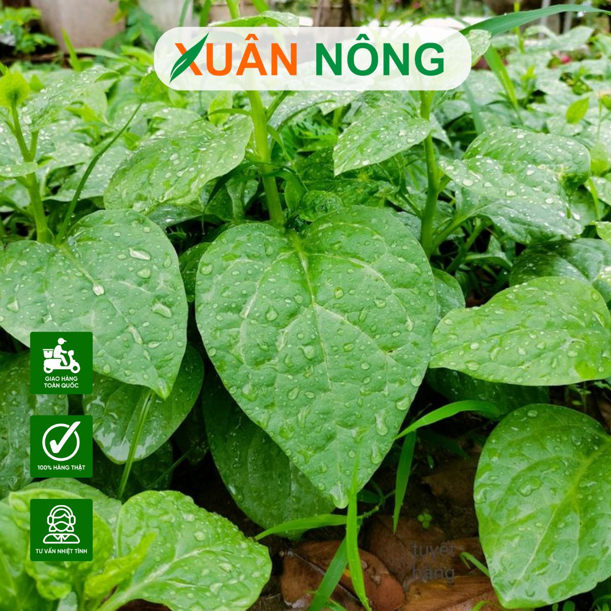 HƯỚNG DẪN CÁCH TRỒNG RAU ĂN QUANH NĂM KHÔNG LO SAI VỤ