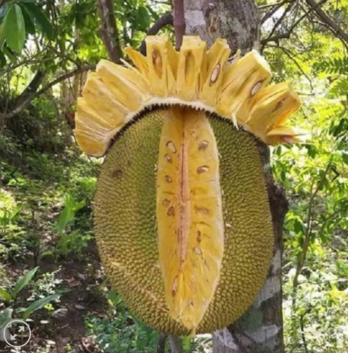 HIỆN TƯỢNG XƠ ĐEN TRÊN MÍT THÁI SIÊU SỚM