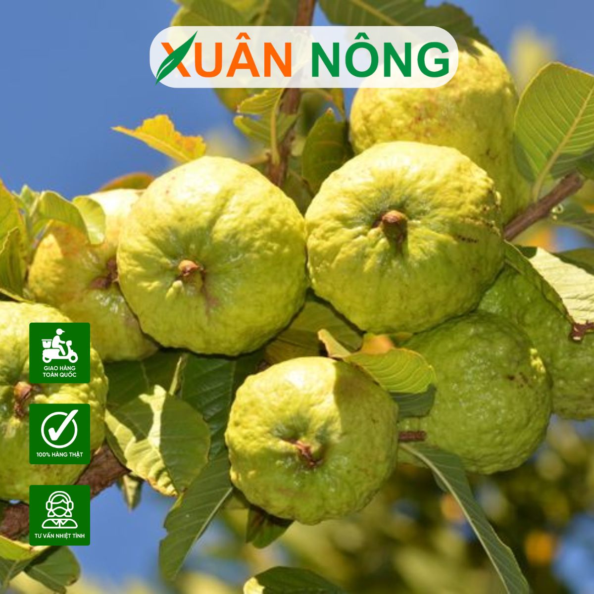 Cây ổi Nữ hoàng: Nguồn gốc, cách trồng và chăm sóc hiệu quả