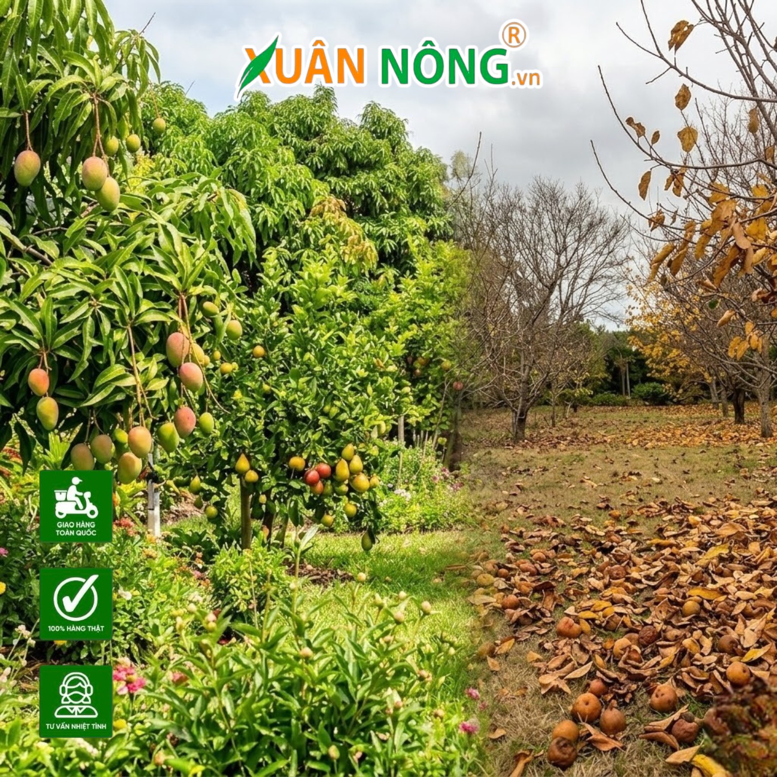 Vườn Nhà Bị Vàng Lá, Rụng Trái: Nguyên Nhân Và “Thuốc” Đặc Trị Từ Thiên Nhiên