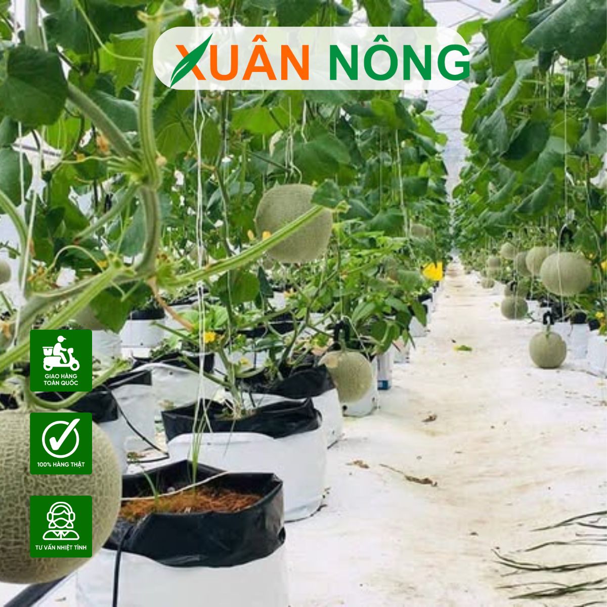 BÍ QUYẾT CHĂM SÓC DƯA LƯỚI TRONG NHÀ MÀNG CHO NĂNG SUẤT TỐT