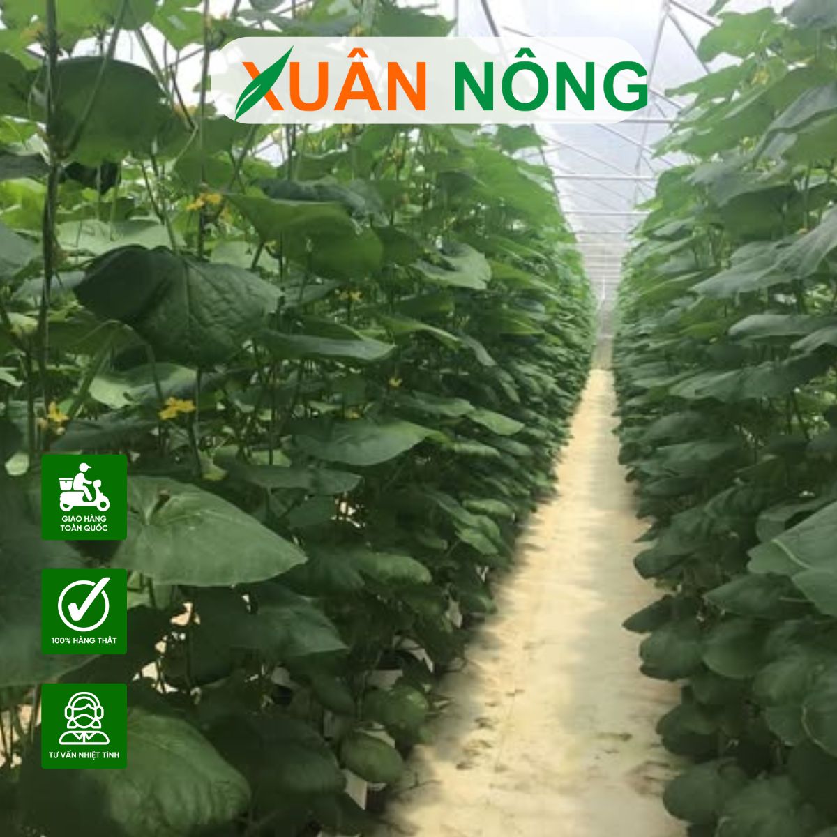 MÔ HÌNH NHÀ MÀNG TRỒNG DƯA LƯỚI: TỰ LÀM HAY THUÊ ĐƠN VỊ CHUYÊN NGHIỆP