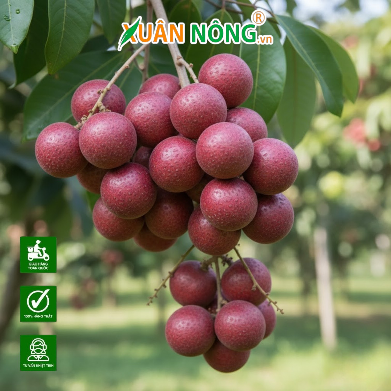 Tại Sao Nhãn Xuồng Tím Lại Được Gọi Là “Nữ Hoàng” Của Các Loại Nhãn Và Sự Thật Về Hương Vị Ăn Một Lần Là Nhớ Cả Đời