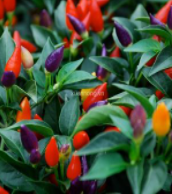 BỆNH PHỔ BIẾN TRÊN ỚT