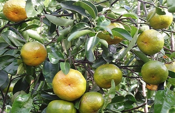 BỆNH VÀNG LÁ THỐI RỄ TRÊN CÂY CÓ MÚI