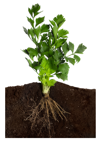 CÁCH BẢO VỆ BỘ RỄ TRÁNH NGẬP ÚNG