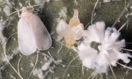 RẦY PHẤN TRẮNG HẠI ỔI