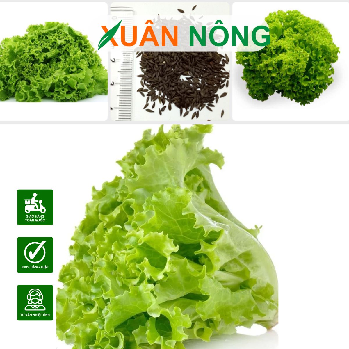 TOP 5 HẠT GIỐNG RAU SẠCH DỄ TRỒNG TẠI NHÀ, THU HOẠCH CHỈ SAU 20 NGÀY