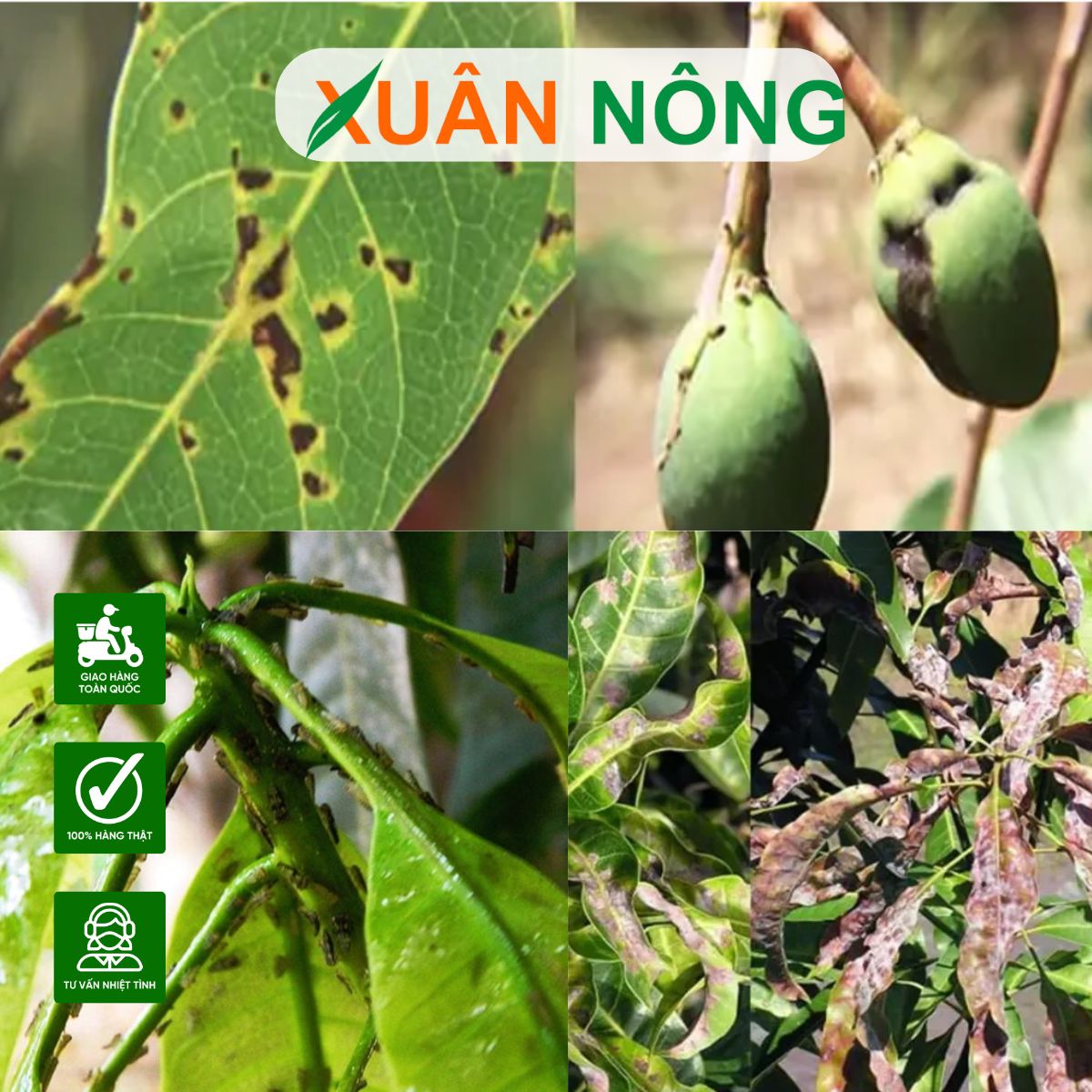 CÁCH PHÒNG TRỊ SÂU BỆNH CHO XOÀI CÁT HÒA LỘC HIỆU QUẢ