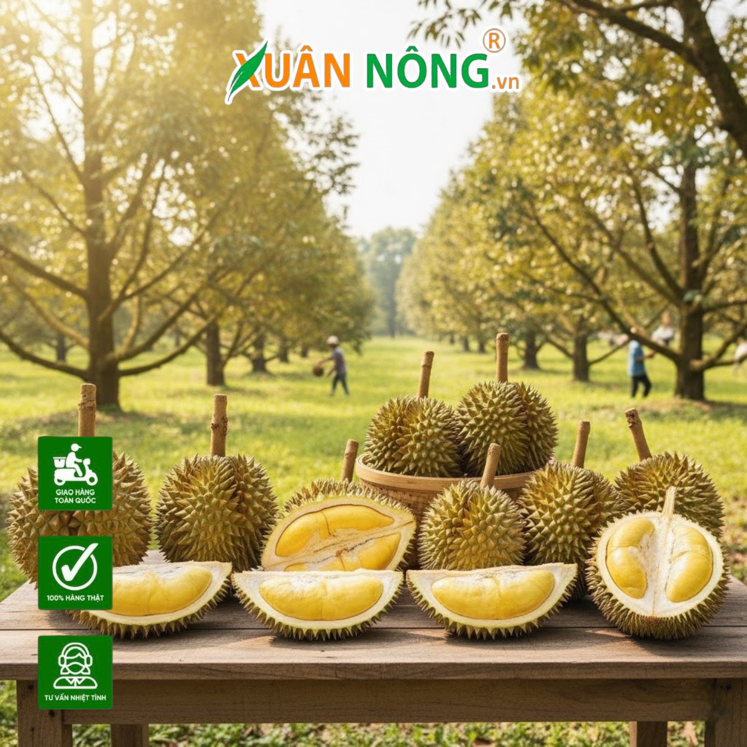 Những Loại Sầu Riêng Xuất Khẩu Tiềm Năng Nhất Năm 2026 Mang Lại Lợi Nhuận Đột Phá Cho Nhà Vườn