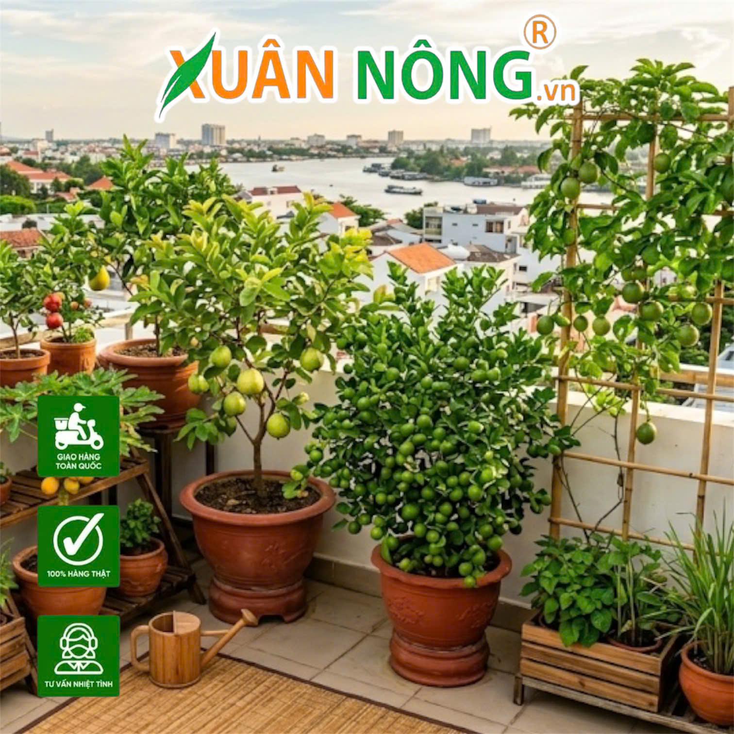 Top 5 Cây Giống Ăn Trái Làm Cảnh - Vừa Có Trái Ăn, Vừa Đẹp Sân Vườn