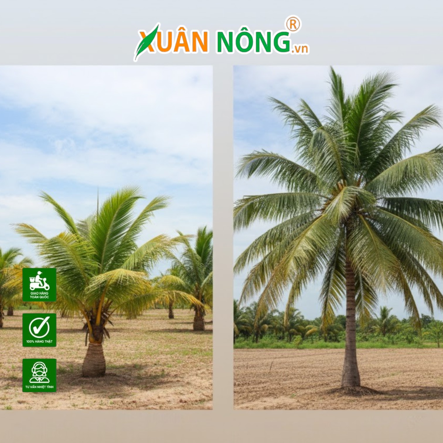 So Sánh Tốc Độ Sinh Trưởng Và Thời Gian Bắt Đầu Cho Thu Hoạch Của Dừa Xiêm Lùn Xanh Với Dừa Ta Truyền Thống