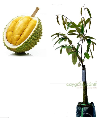 KỸ THUẬT TRỒNG VÀ CHĂM SÓC CÂY SẦU RIÊNG