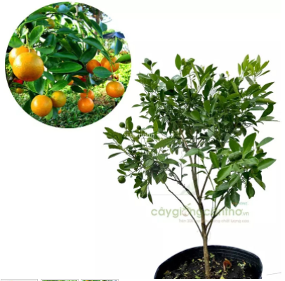 CÁCH CHĂM SÓC CÂY TẮC NGÀY TẾT