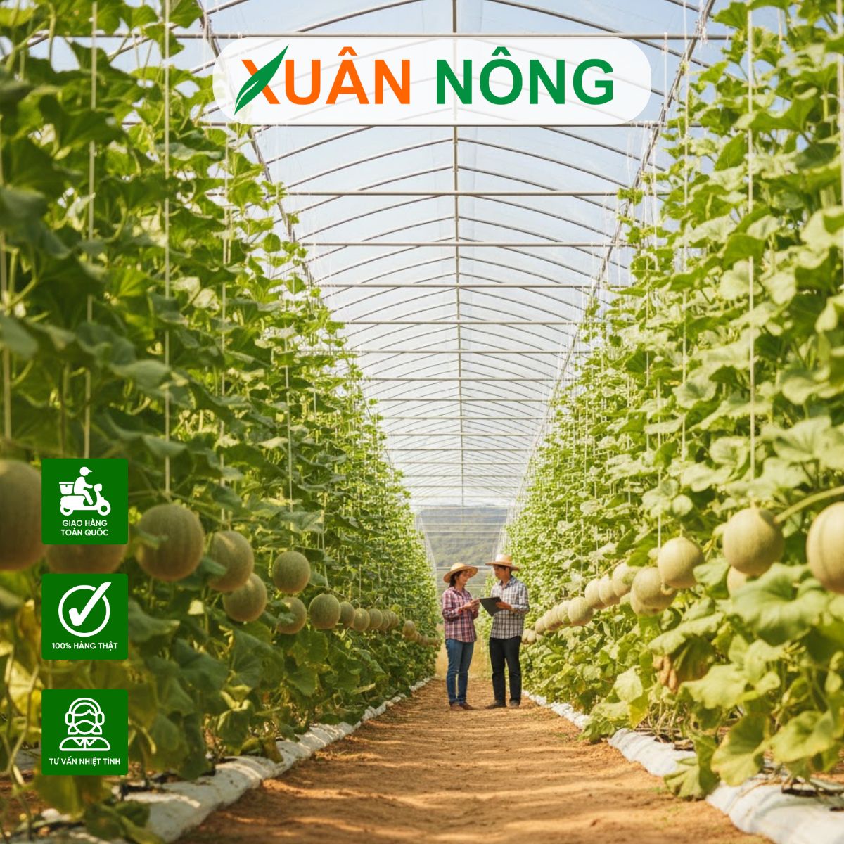 NHÀ MÀNG TRỒNG DƯA LƯỚI - THI CÔNG NHÀ MÀNG CHO HTX NÔNG NGHIỆP