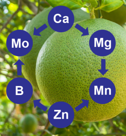 PHÂN TRUNG LƯỢNG LÀ GÌ? VAI TRÒ CỦA PHÂN TRUNG LƯỢNG