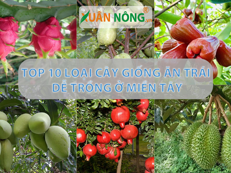 Top 10 Cây Giống Ăn Trái Ở Miền Tây Được Ưa Chuộng Nhất Hiện Nay