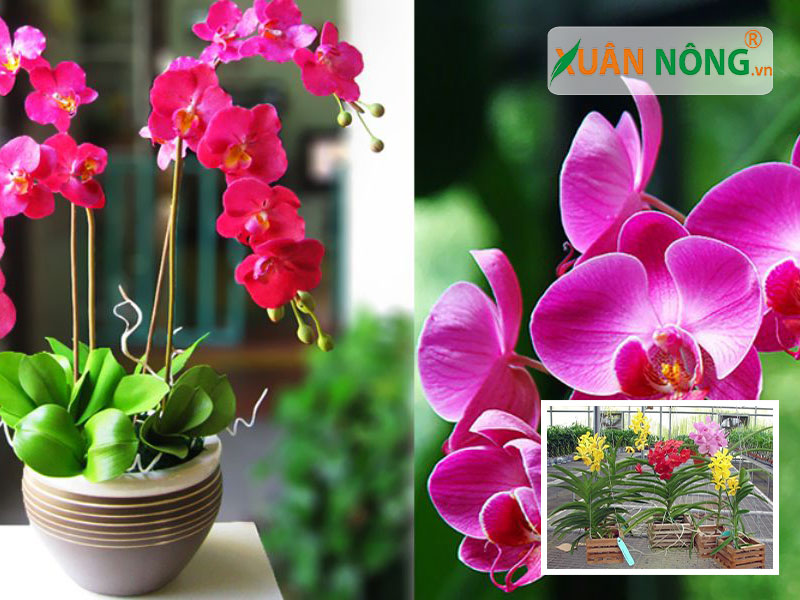 Top 10 Loại Hoa Lan Được Ưa Chuộng Và Dễ Trồng Nhất Hiện Nay
