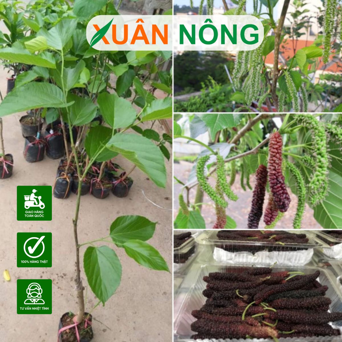 Cây dâu tầm Đài Loan: Đặc điểm, công dụng, cách trồng và chăm sóc