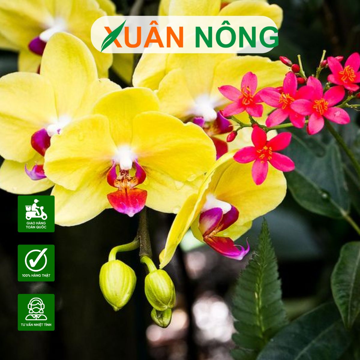 HƯỚNG DẪN TRỒNG LAN HỒ ĐIỆP CHUẨN KỸ THUẬT: CHO HOA TO, CÀNH KHỎE