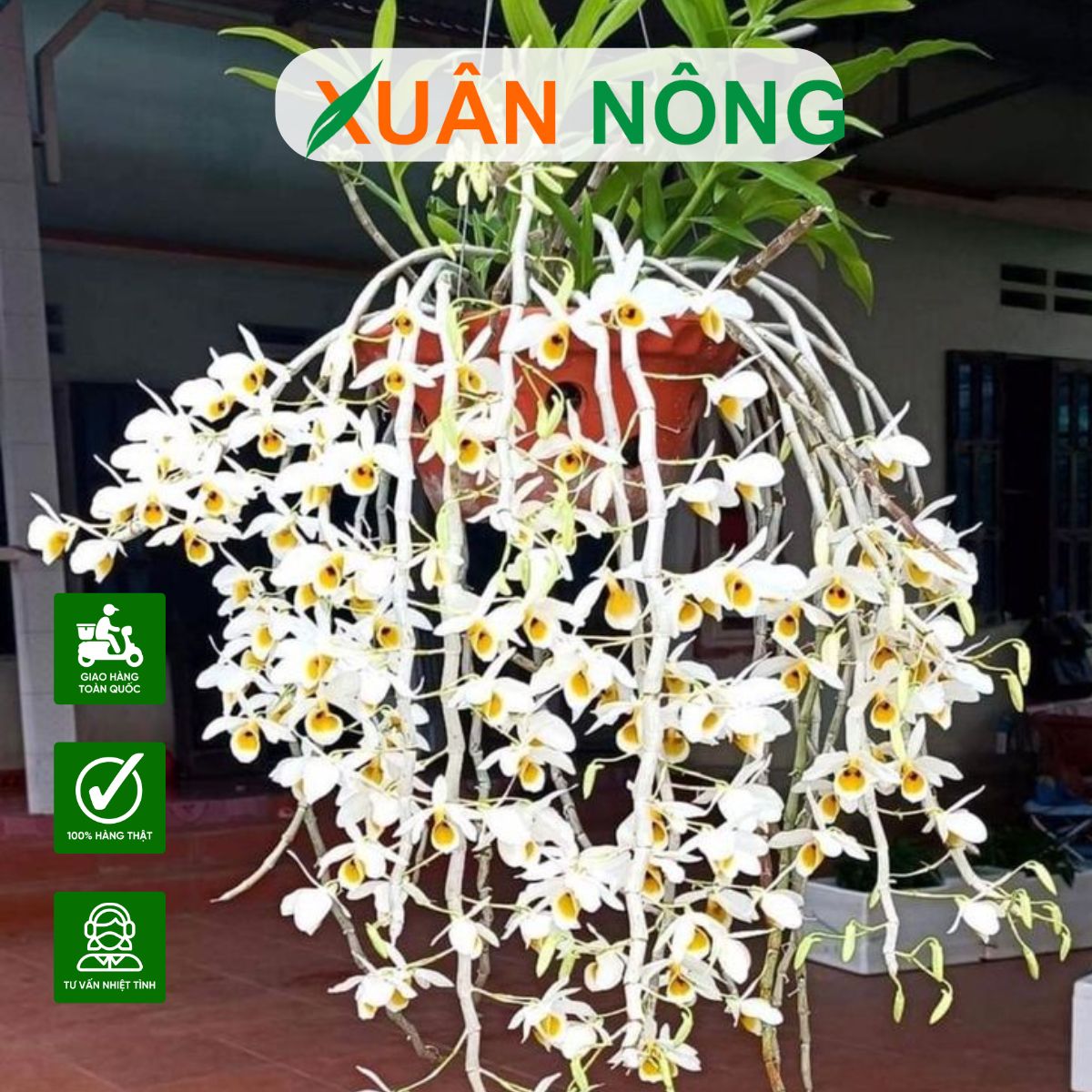 KỸ THUẬT TRỒNG LAN CHUYÊN NGHIỆP: RỄ KHỎE, CÂY TỐT, HOA ĐẸP, LÂU TÀN