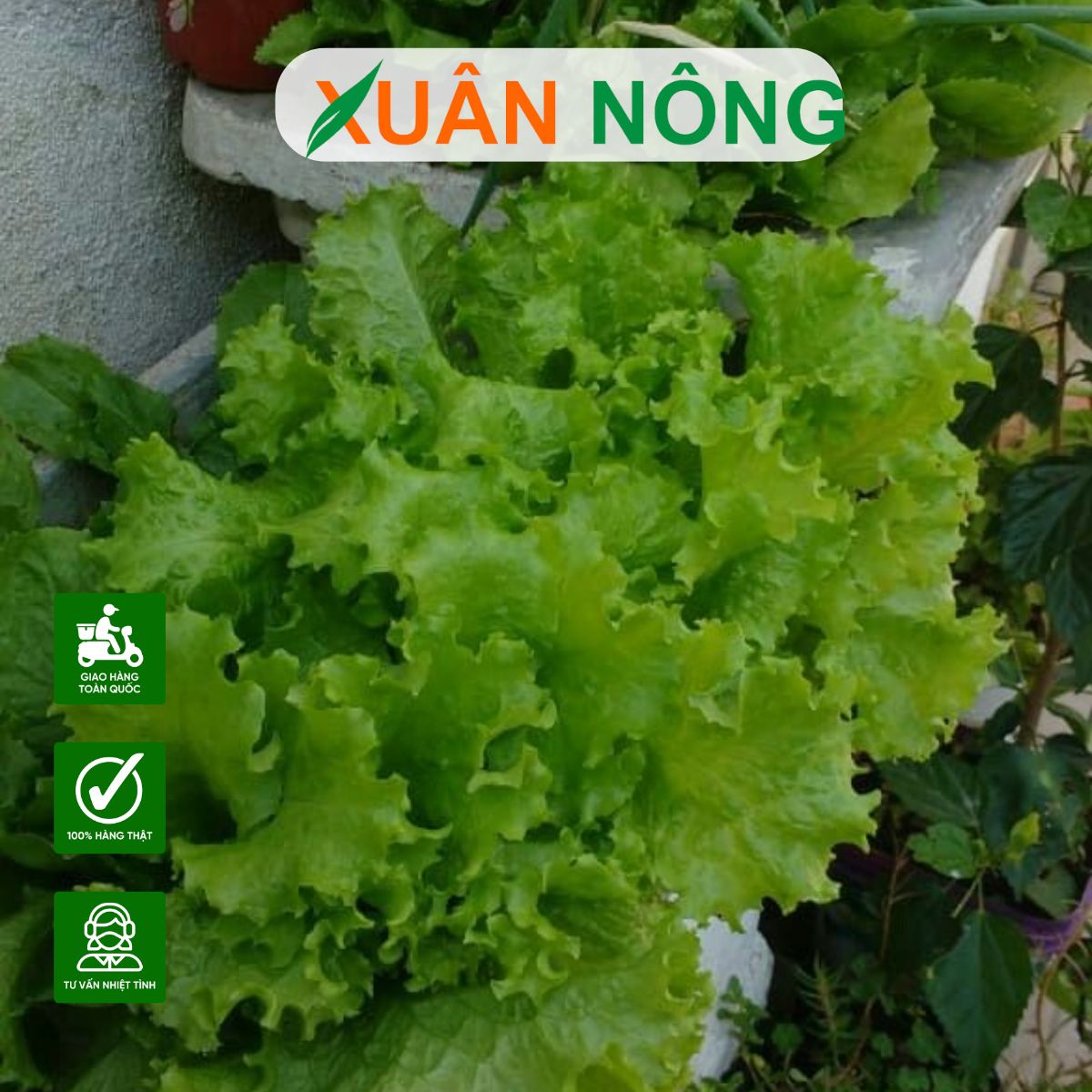 CÁCH TRỒNG RAU TẠI NHÀ SIÊU DỄ, AI CŨNG LÀM ĐƯỢC