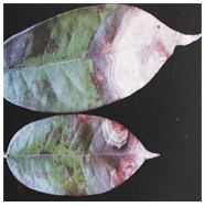 BỆNH THÁN THƯ TRÊN SẦU RIÊNG