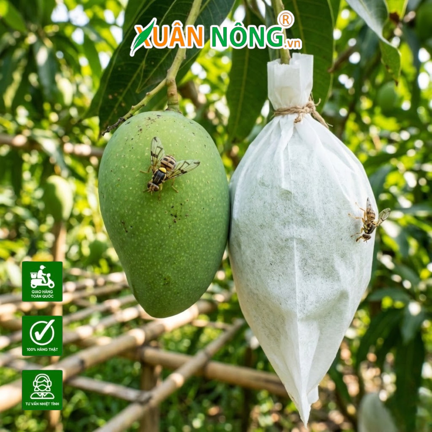 Đừng Để “Công Dã Tràng” Vì Lũ Ruồi Vàng: Bí Kíp Bảo Vệ Trái Cây Từ Lúc Còn Non