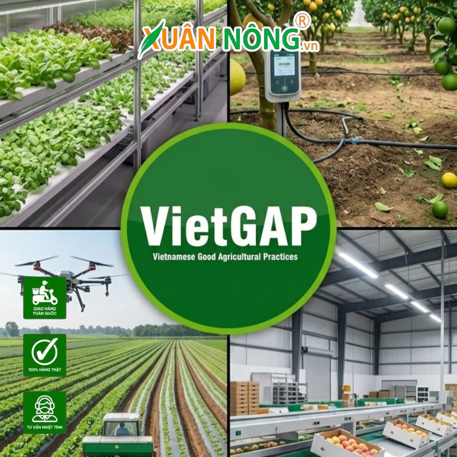 Làm Thế Nào Để Trái Cây Vườn Nhà Đạt Chuẩn Xuất Khẩu?