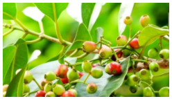 CÔNG DỤNG CỦA CÂY VỐI