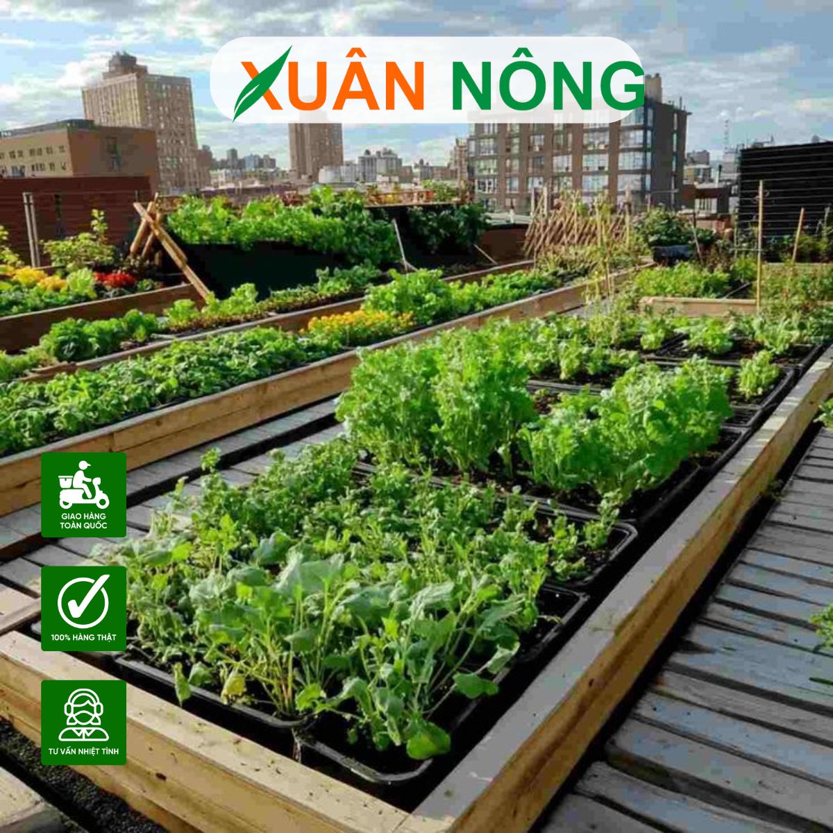 11+LƯU Ý QUAN TRỌNG KHI TRỒNG RAU BAN CÔNG, SÂN THƯỢNG