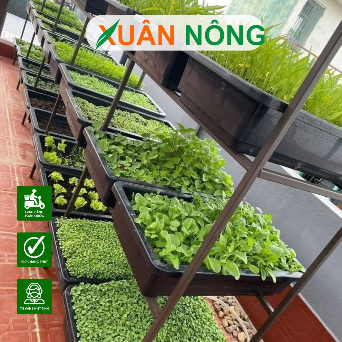 HƯỚNG DẪN CHI TIẾT CÁCH TRỒNG RAU BAN CÔNG ĐƠN GIẢN  MÀ NĂNG SUẤT TỐT