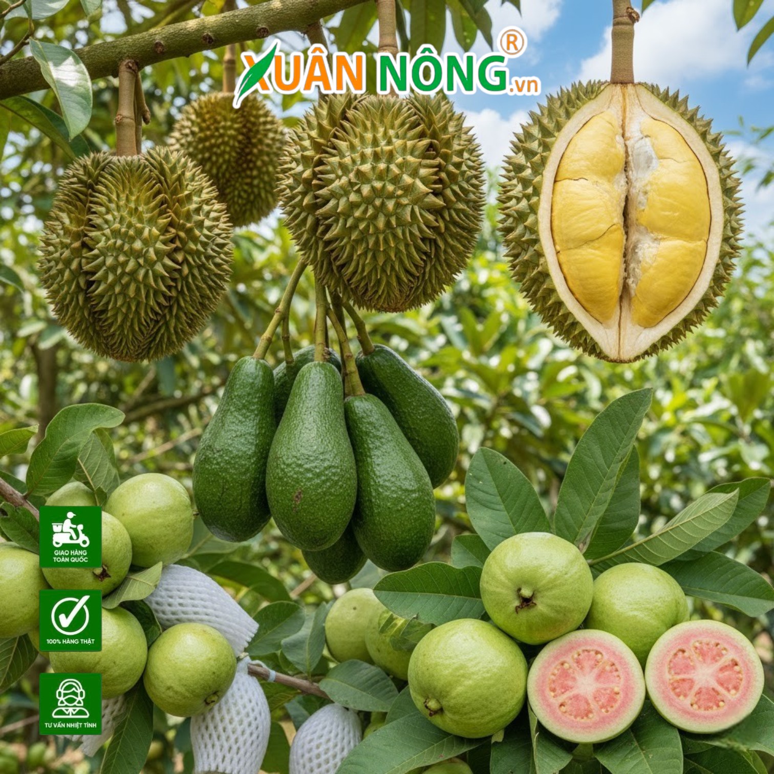 Top 5 Loại Cây Ăn Trái Độc Lạ Có Giá Cao Ngất Ngưỡng Giúp Bà Con Nông Dân Làm Giàu Nhanh Chóng