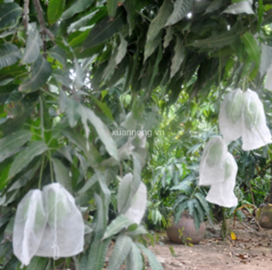 KỸ THUẬT XỬ LÝ RA HOA NGHỊCH VỤ TRÊN XOÀI